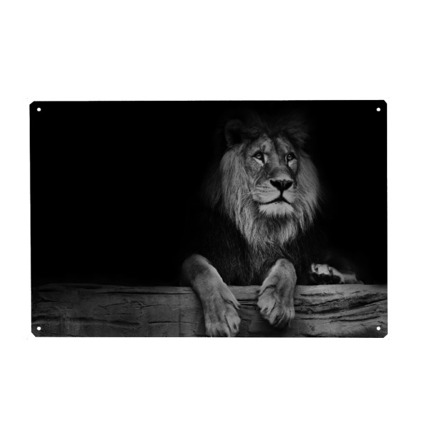 Metall Poster "Sitting Lion" artboxONE - Typografie,Natur,Schwarzweiß