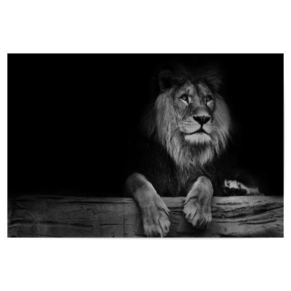 Poster "Sitting Lion" artboxONE - Typografie,Natur,Schwarzweiß