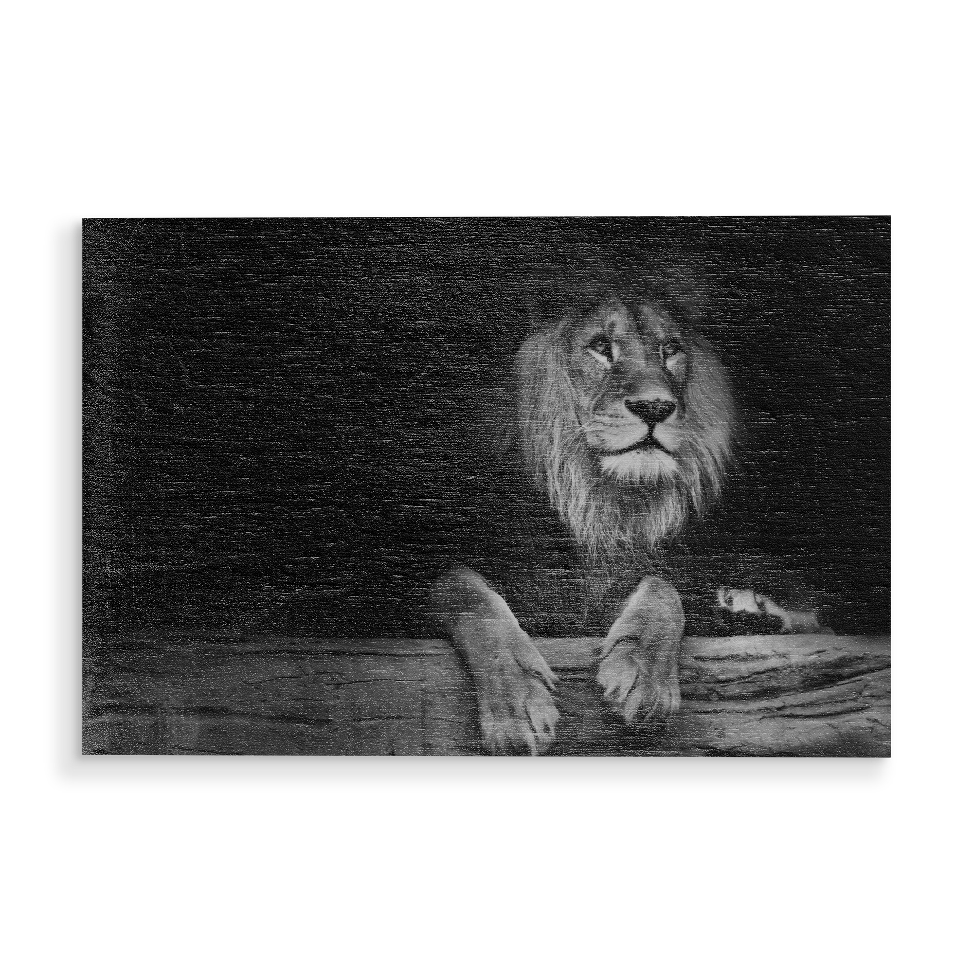 Holzbild "Sitting Lion" artboxONE - Typografie,Natur,Schwarzweiß