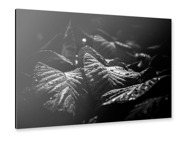 Alu-Dibond "Canopy Of Leaves" 30x20 cm artboxONE