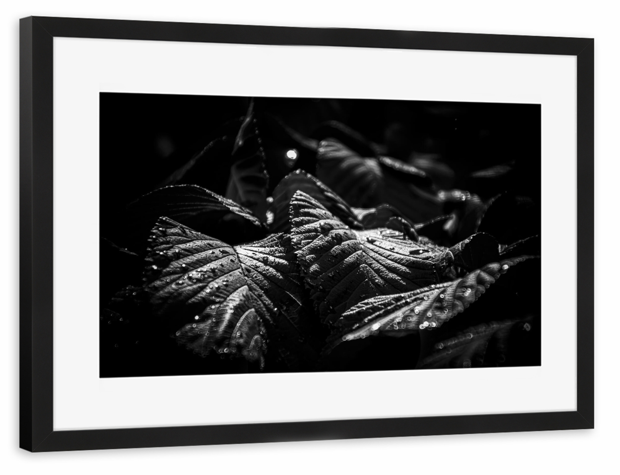 Poster mit Rahmen schwarz "Canopy Of Leaves" artboxONE - Natur,Floral,Schwarzweiß