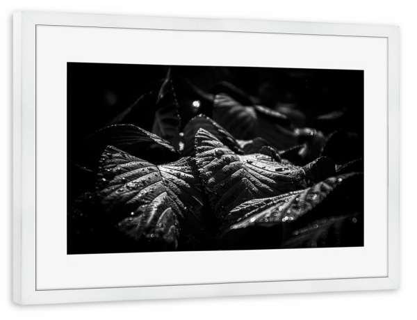 Poster mit Rahmen weiß "Canopy Of Leaves" artboxONE - Natur,Floral,Schwarzweiß