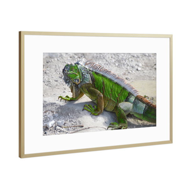 Poster mit Rahmen Gold "Green Iguana ( Leguan )" artboxONE - Natur,Reise,Tiere,Reise / Länder