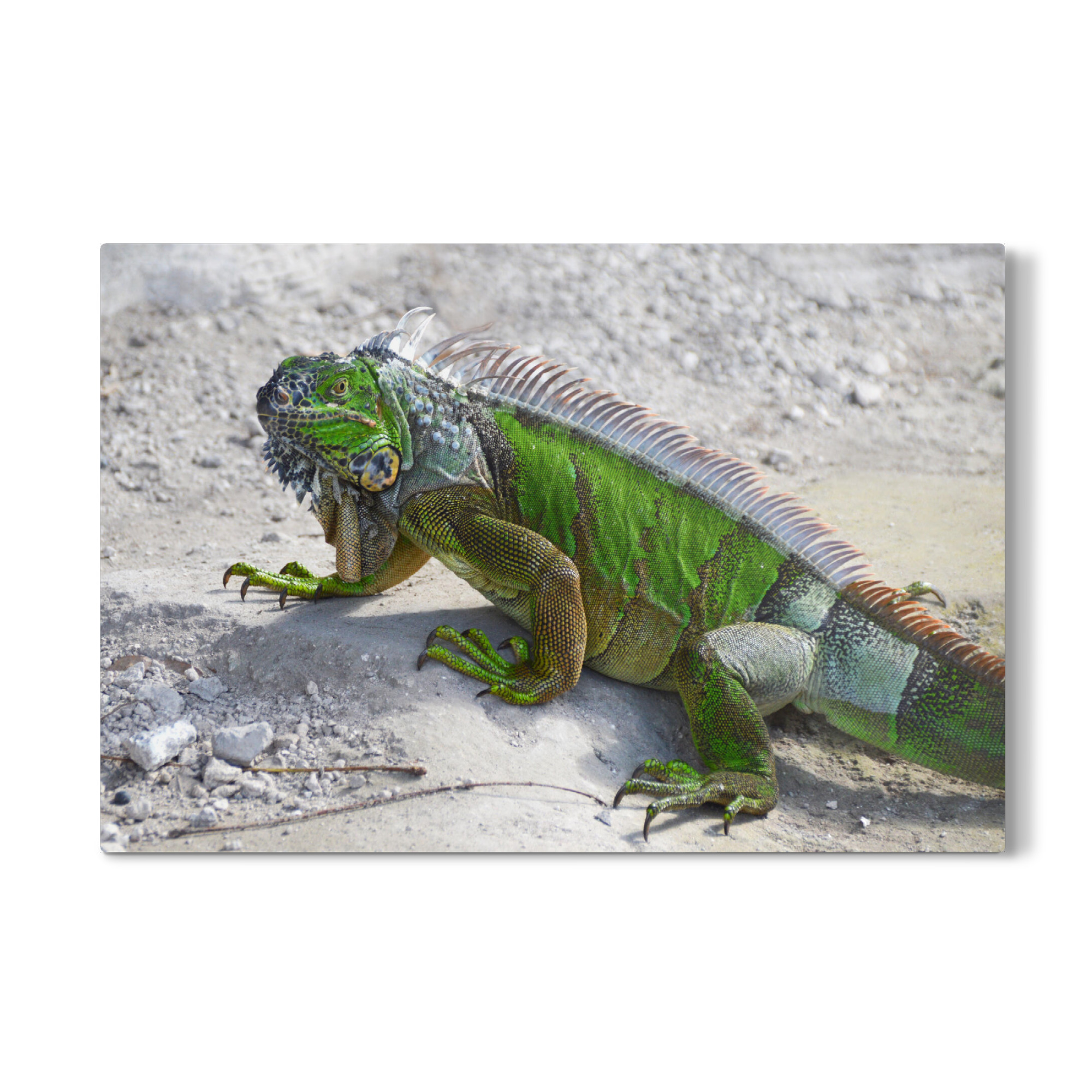 Galerie-Print "Green Iguana ( Leguan )" 30x20 cm artboxONE