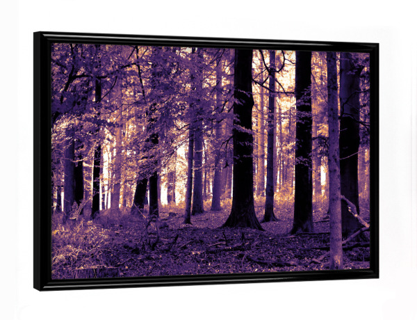 Poster mit schwarzem Rahmen "Forest at Sunset" artboxONE - Natur - Wald,Forest,Wood,Sunset,Sonnenuntergang,Fototapete,Natur,Nature