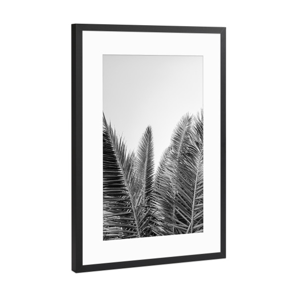 Poster mit Rahmen Schwarz (Metallic) "Palmblätter in Schwarz-Weiß" artboxONE - Natur,Reise,Schwarzweiß,Reise / Strand und Meer