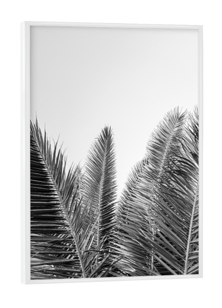 Poster mit weißem Rahmen "Palmblätter in Schwarz-Weiß" artboxONE - Natur,Reise,Schwarzweiß,Reise / Strand und Meer