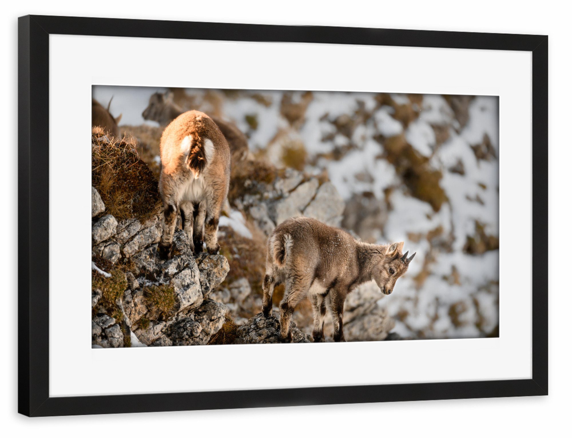 Poster mit Rahmen schwarz "Agility Training" artboxONE - Natur,Tiere