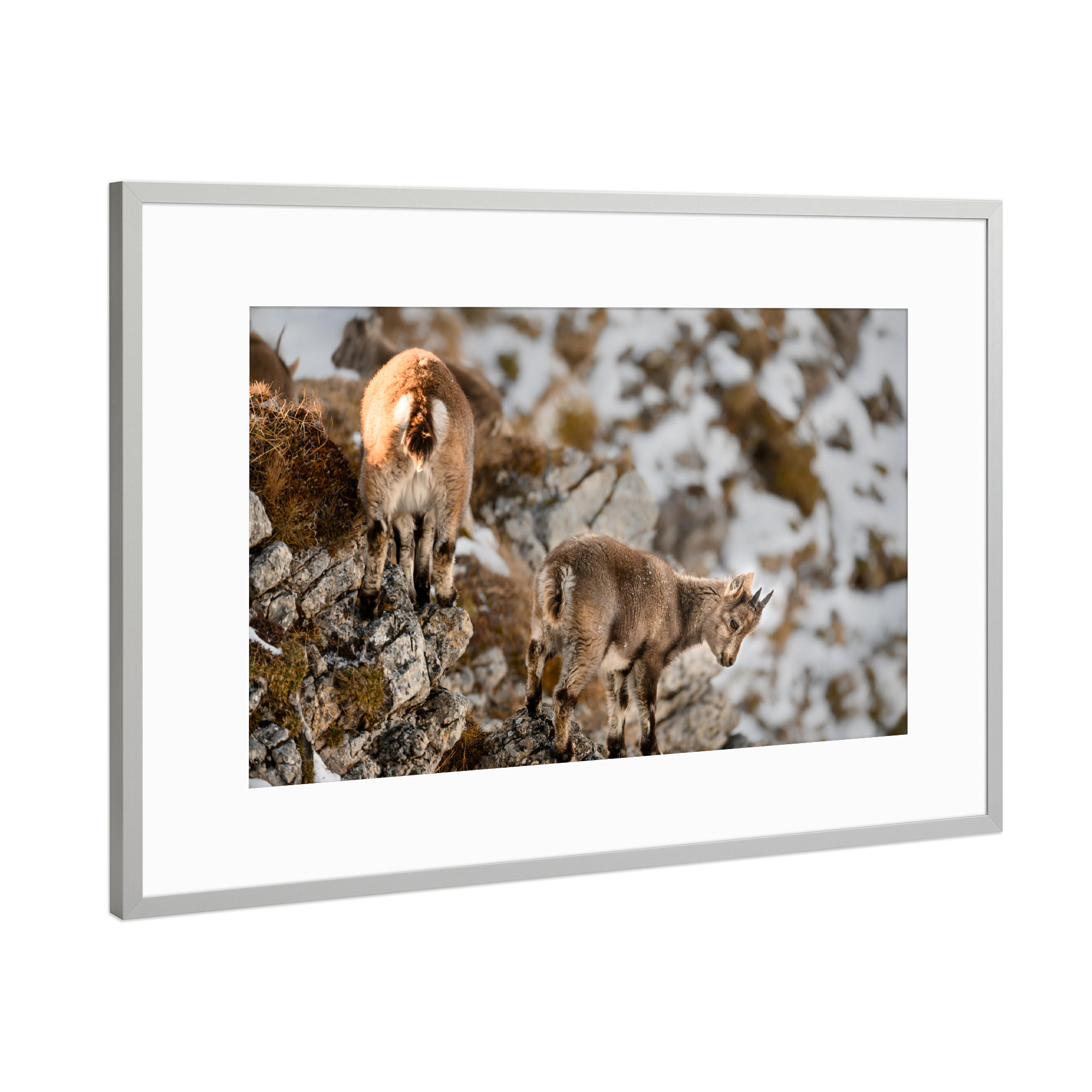 Poster mit Rahmen Silber "Agility Training" artboxONE - Natur,Tiere