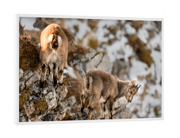 Poster mit weißem Rahmen "Agility Training" artboxONE - Natur,Tiere