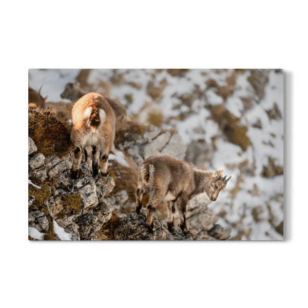 Galerie-Print "Agility Training" 30x20 cm artboxONE