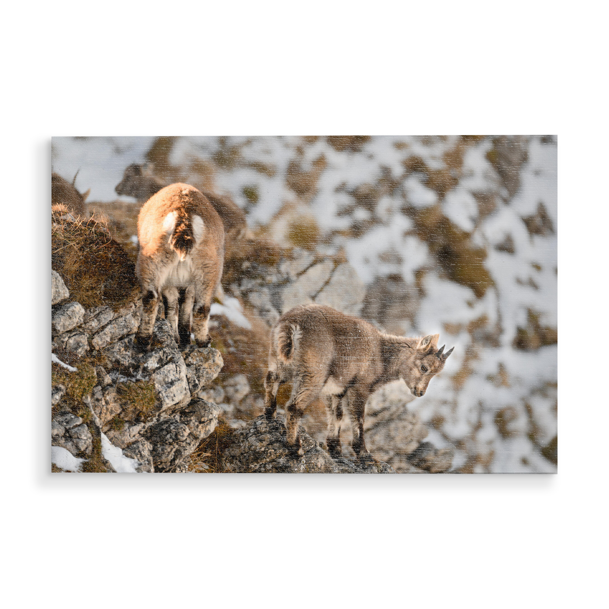 Holzbild "Agility Training" artboxONE - Natur,Tiere