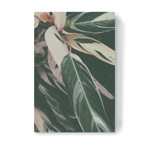 Leinwandbild "Maranta Foliage A" artboxONE - Natur - Photography,Botanical,Leaf,Leaves,Garden,Foliage,Blätter,Natur,Nature,Botanisch,Plant,Pflanze