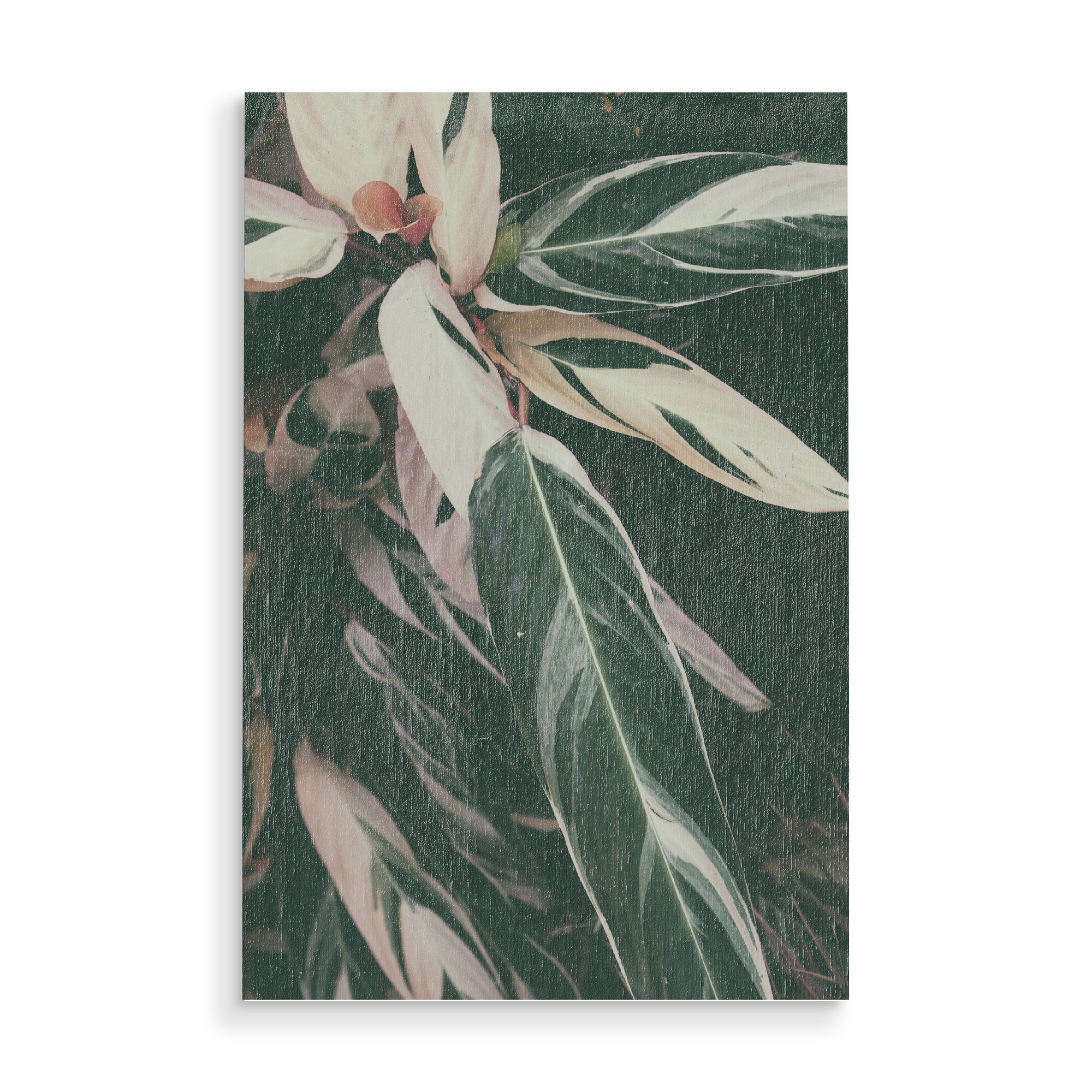 Holzbild "Maranta Foliage A" artboxONE - Natur - Photography,Botanical,Leaf,Leaves,Garden,Foliage,Blätter,Natur,Nature,Botanisch,Plant,Pflanze
