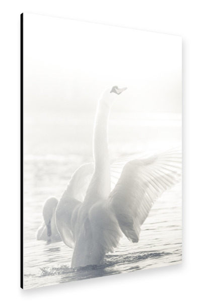 Alu-Dibond "White Swan" 30x20 cm artboxONE