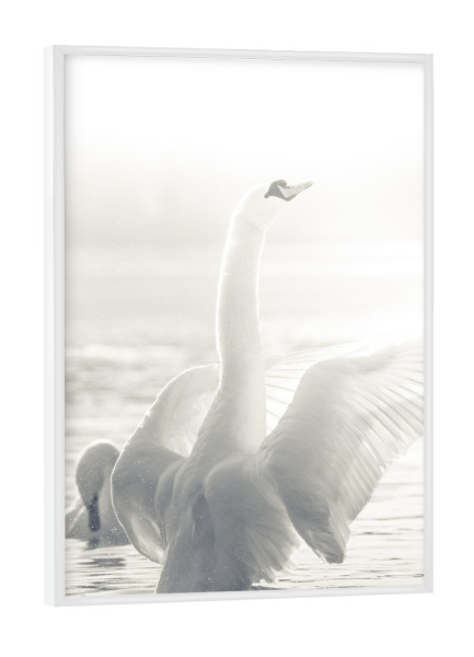 Poster mit weißem Rahmen "White Swan" artboxONE - Natur,Tiere