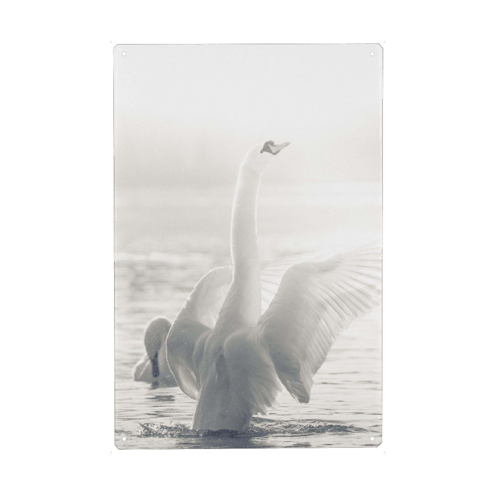 Holzbild "White Swan" artboxONE - Natur,Tiere