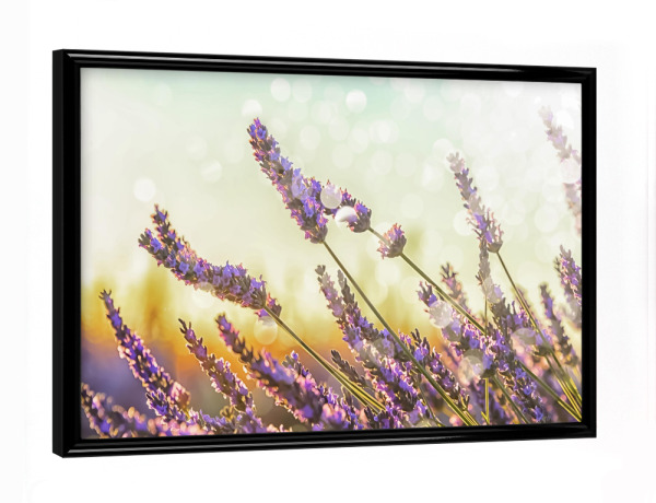 Poster mit schwarzem Rahmen "Sparkling lavender" artboxONE - Natur,Reise,Floral,Reise / Länder