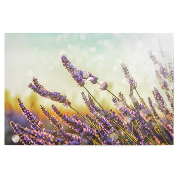 Poster "Sparkling lavender" artboxONE - Natur,Reise,Floral,Reise / Länder