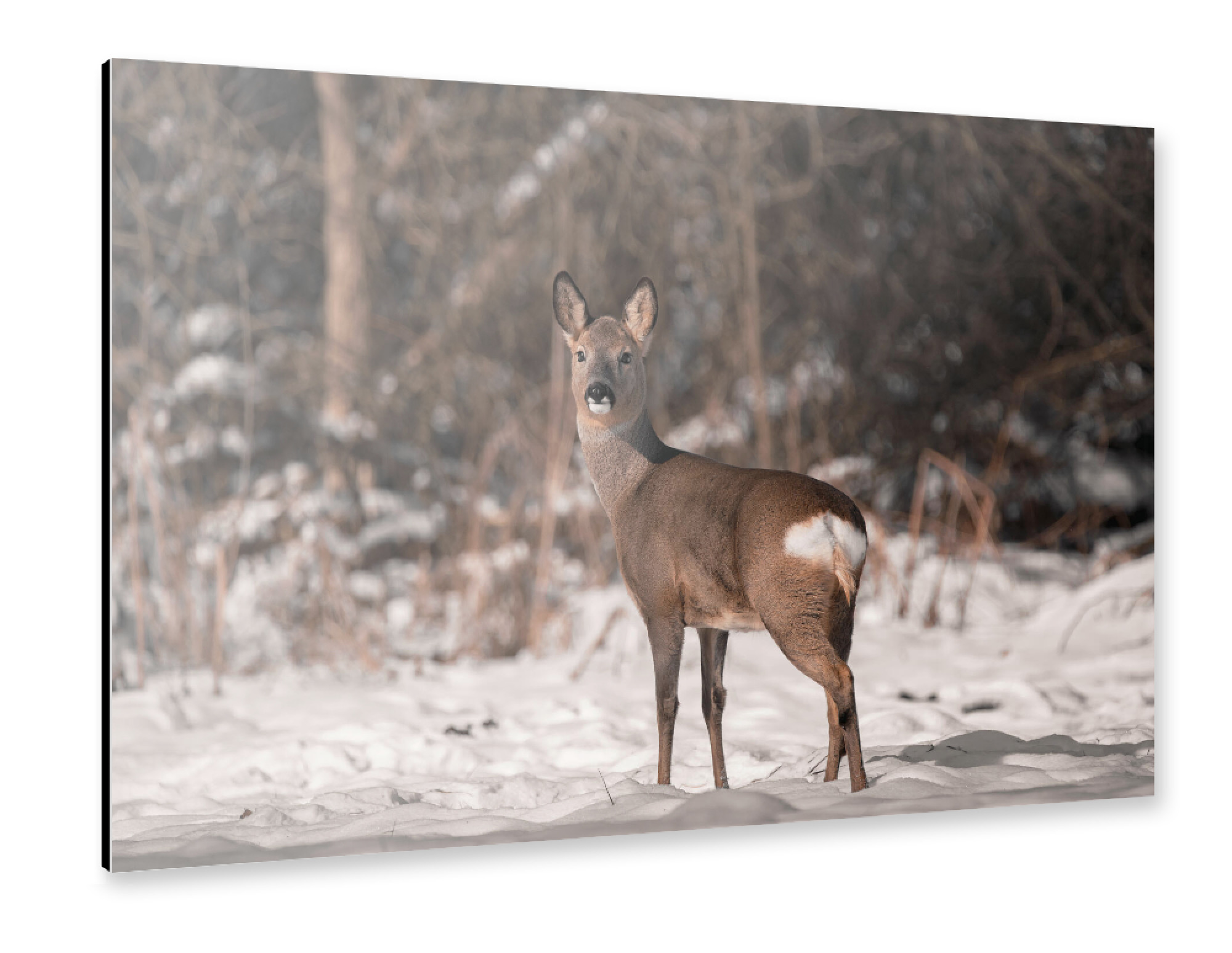 Alu-Dibond "Look around" 30x20 cm artboxONE
