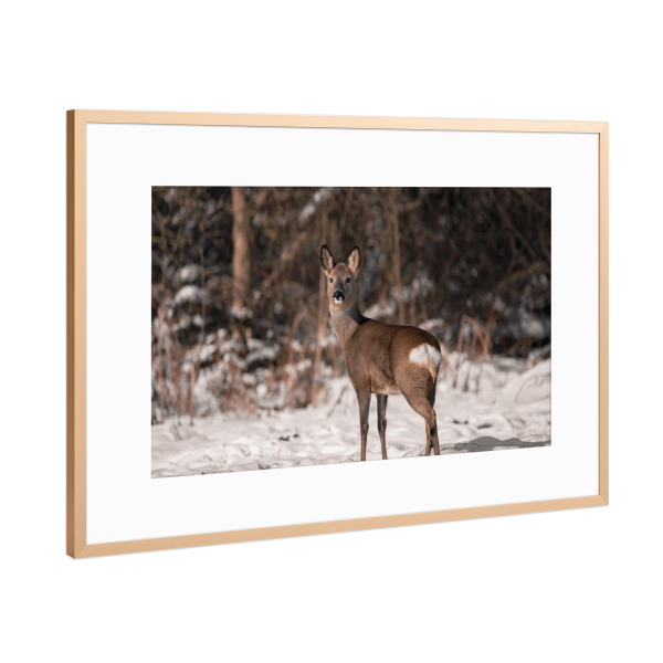 Poster mit Rahmen Kupfer "Look around" artboxONE - Natur,Tiere