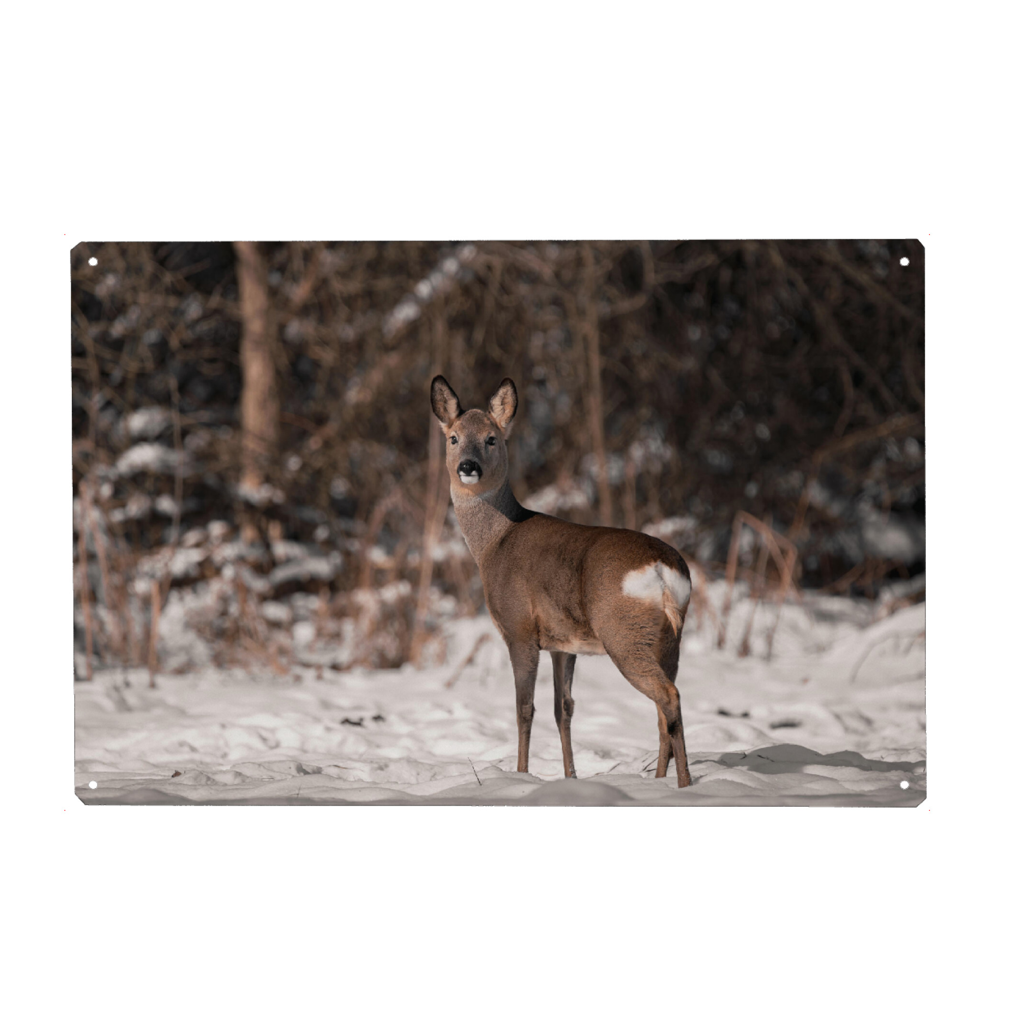 Holzbild "Look around" artboxONE - Natur,Tiere - Wildlife,Wild,Tier,Wildtiere,Reh,Wald,Snow,Bayern,Natur,Tiere,Forest,Winter,Hirsch,Deer,Animal