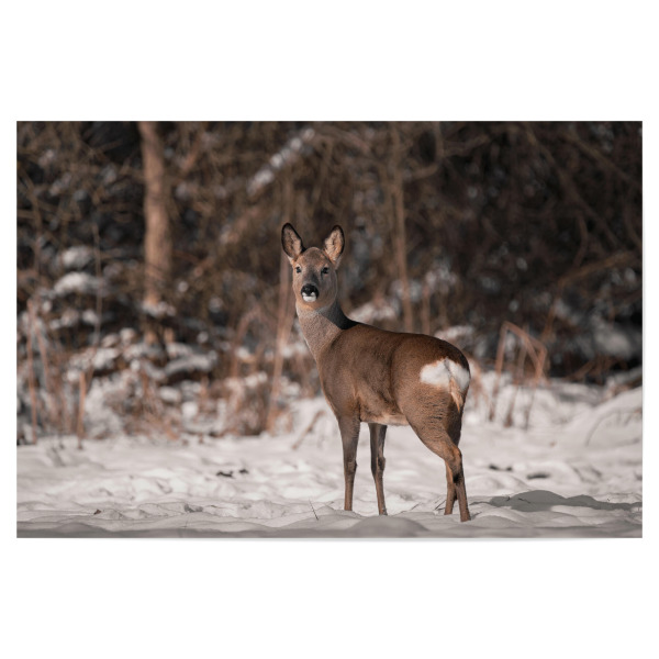 Poster "Look around" artboxONE - Natur,Tiere - Wildlife,Wild,Tier,Wildtiere,Reh,Wald,Snow,Bayern,Natur,Tiere,Forest,Winter,Hirsch,Deer,Animal