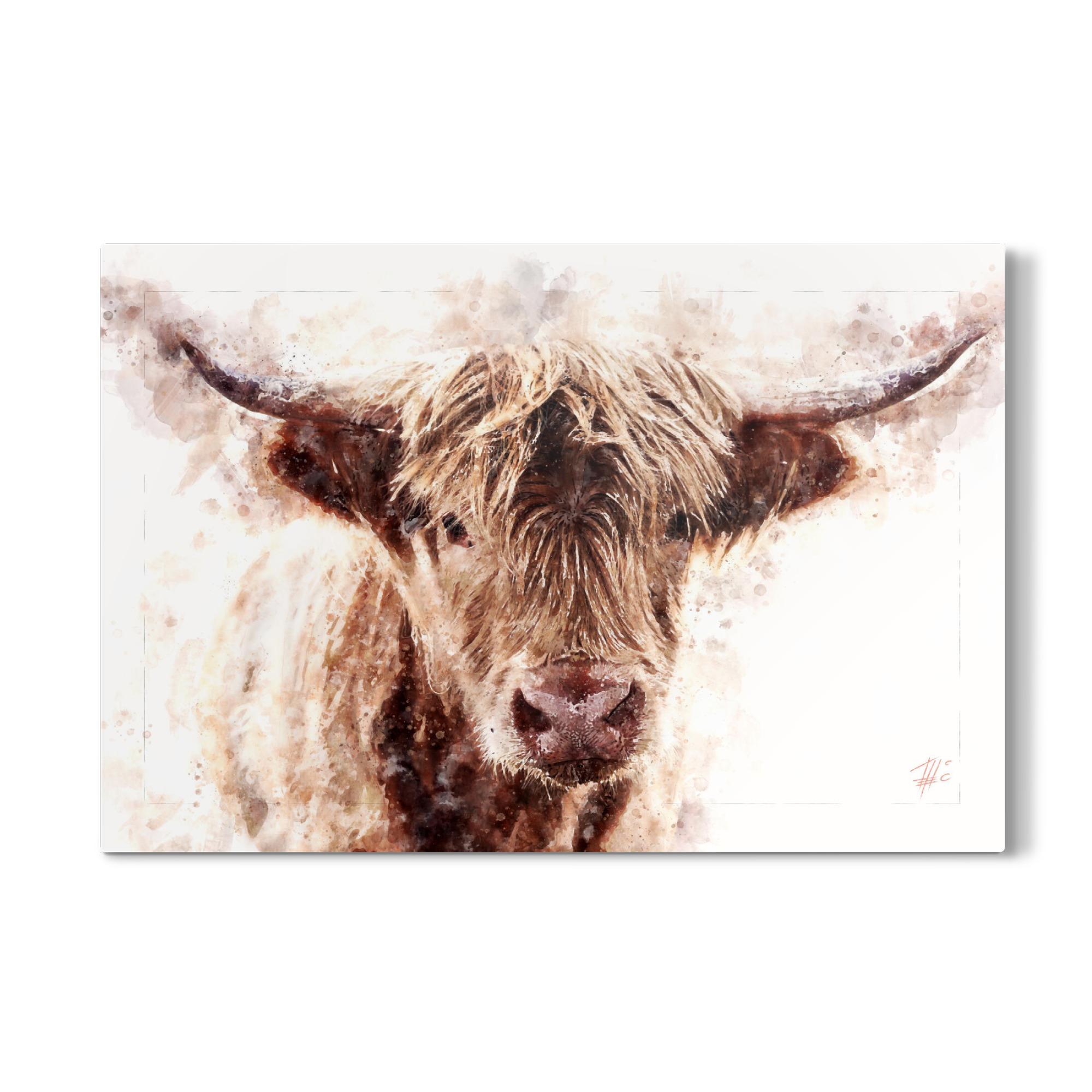 Galerie-Print "Schottisches Hochlandrind" 75x50 cm artboxONE