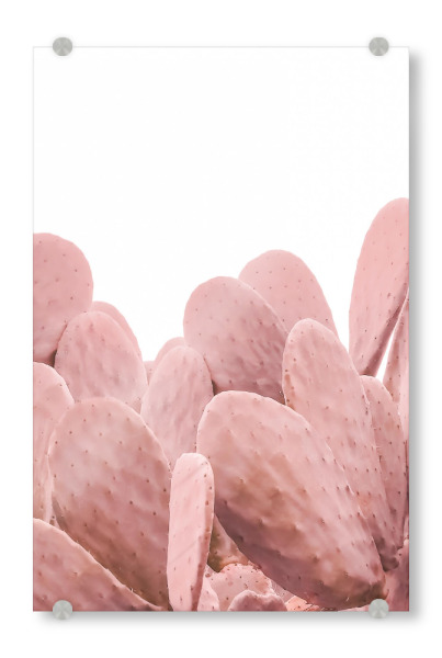Acrylglasbild "Pink Cactus" artboxONE - Natur - Cactus,Nature,Desert,Lovely,Cacteen,Kakteen,Pink,Pflanzen,Plants