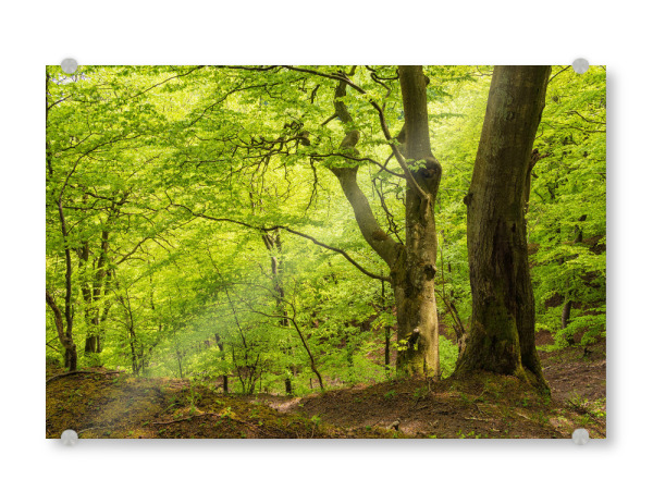 Acrylglasbild "Küstenwald auf Rügen" artboxONE - Natur,Reise