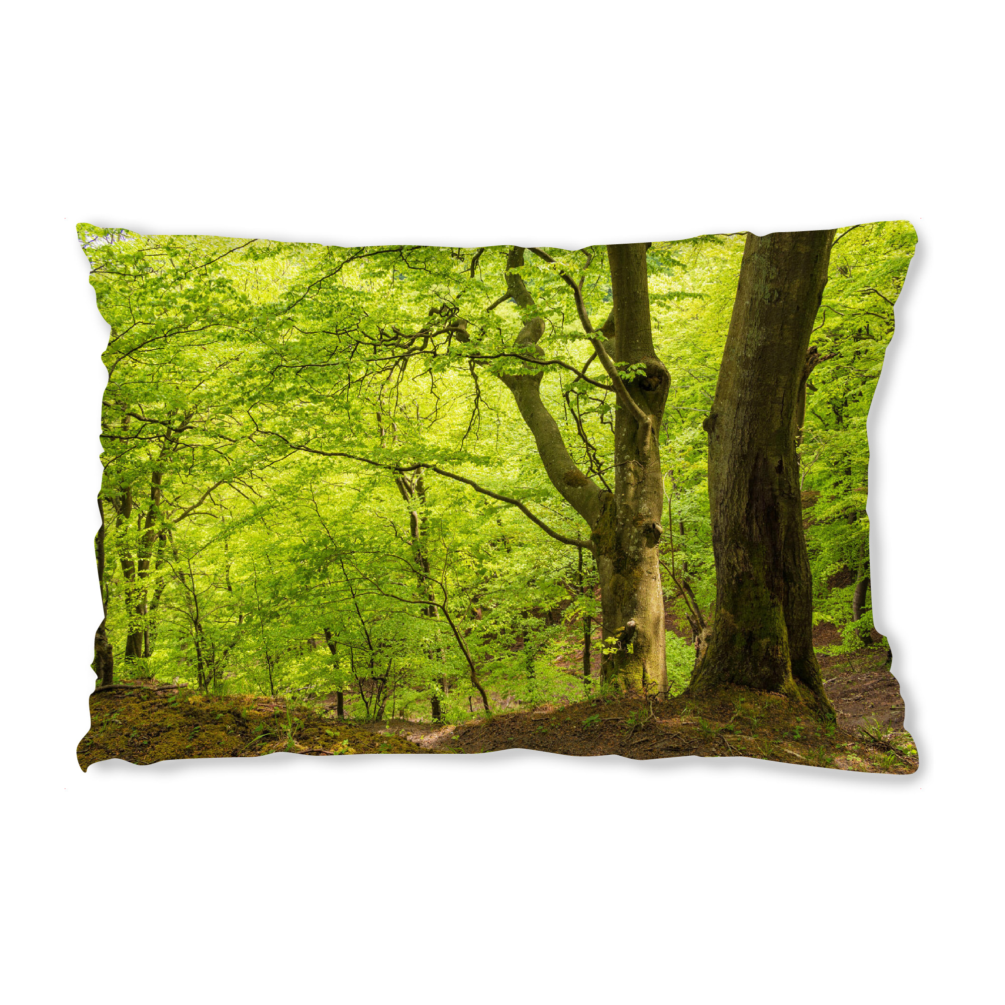 Design-Kissen "Küstenwald auf Rügen" artboxONE - Natur,Reise
