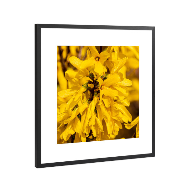 Poster mit Rahmen Schwarz (Metallic) "Forsythie" artboxONE - Natur,Floral