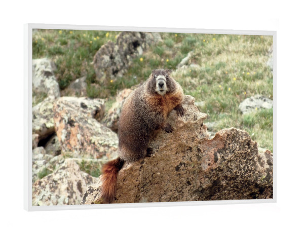 Poster mit weißem Rahmen "Mountain Marmot" artboxONE - Natur,Reise,Tiere,Reise / Länder