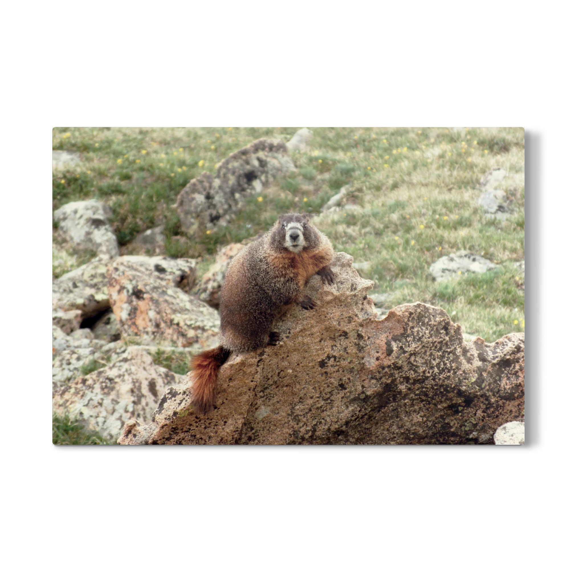 Galerie-Print "Mountain Marmot" 30x20 cm artboxONE