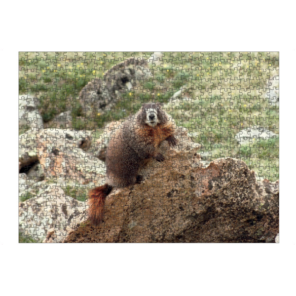 Puzzle Ravensburger "Mountain Marmot" artboxONE - Natur,Reise,Tiere,Reise / Länder