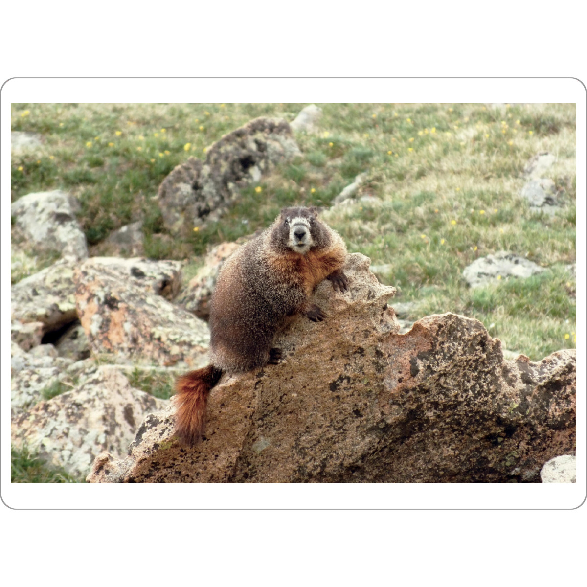 Tischset "Mountain Marmot" artboxONE - Natur,Reise,Tiere,Reise / Länder