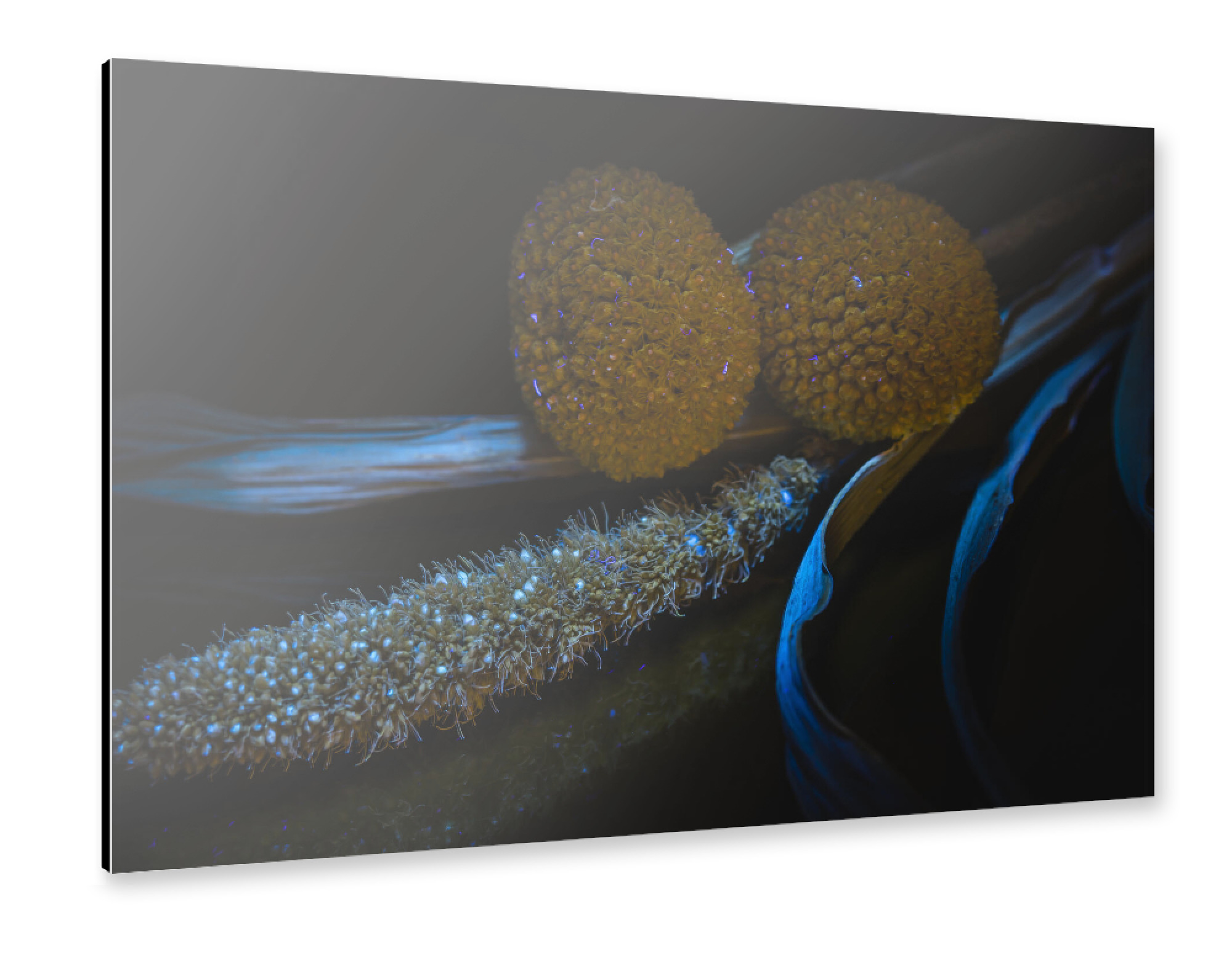 Alu-Dibond "Mystical Grass" 30x20 cm artboxONE