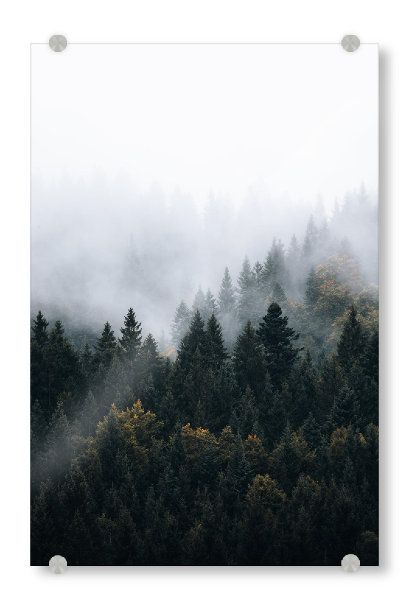 Acrylglasbild "Nebliger Waldmorgen" artboxONE - Natur