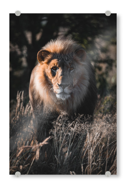 Acrylglasbild "Namibischer Löwe" artboxONE - Reise,Tiere,Reise / Afrika