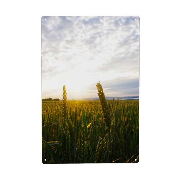 Metall Poster "Weizenfeld bei Sonnenschein" artboxONE - Natur
