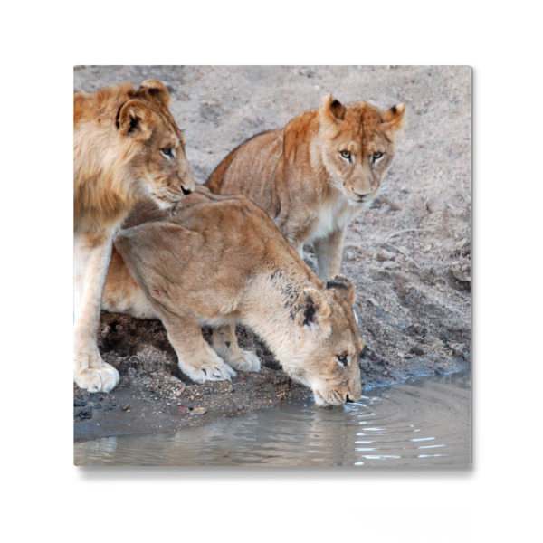 Galerie-Print "Lions at Waterhole" 30x30 cm artboxONE
