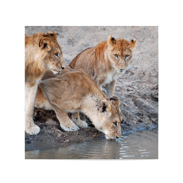 Poster 20x20 cm "Lions at Waterhole" artboxONE - Natur,Reise,Tiere,Reise / Afrika