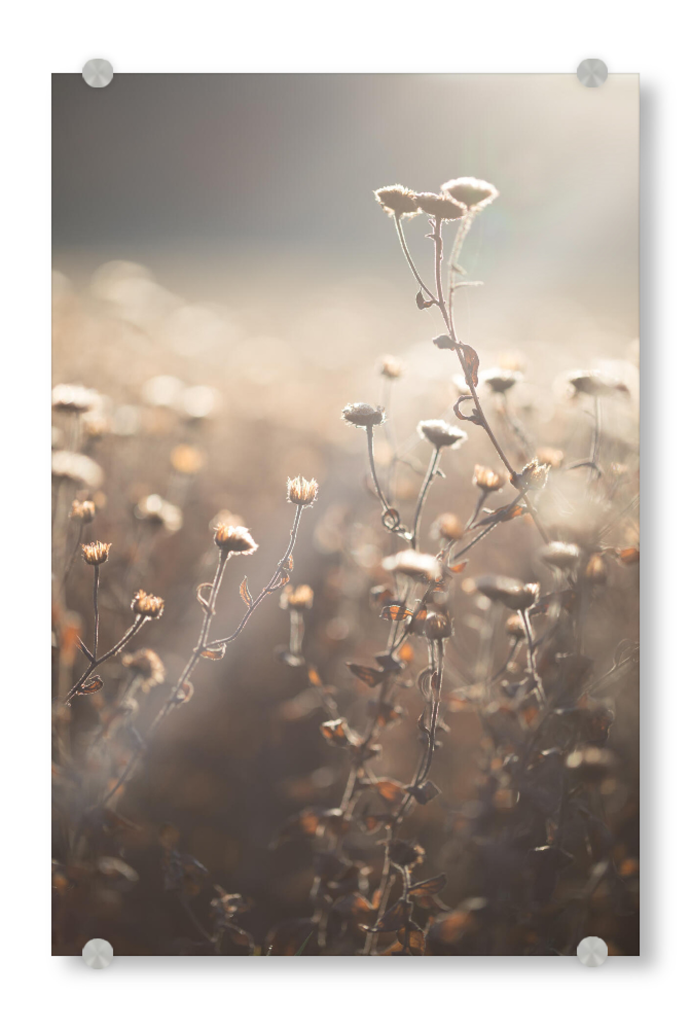 Acrylglasbild "Spätherbst" artboxONE - Natur,Floral