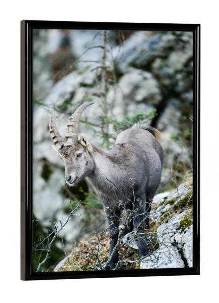 Poster mit schwarzem Rahmen "Alpine ibex at Creux du vent" artboxONE - Natur,Tiere