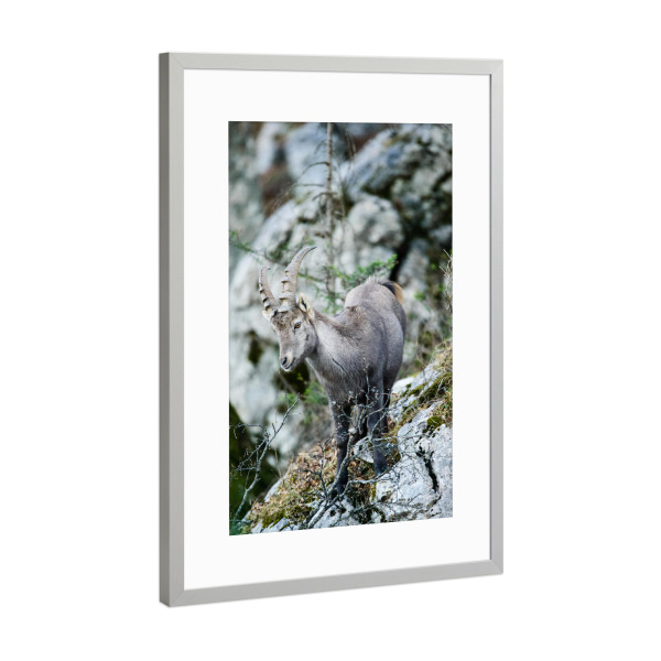 Poster mit Rahmen Silber "Alpine ibex at Creux du vent" artboxONE - Natur,Tiere