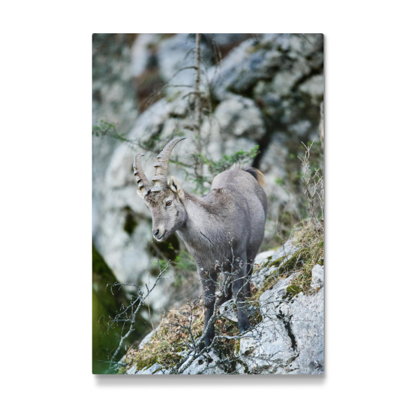 Galerie-Print "Alpine ibex at Creux du vent" 30x20 cm artboxONE