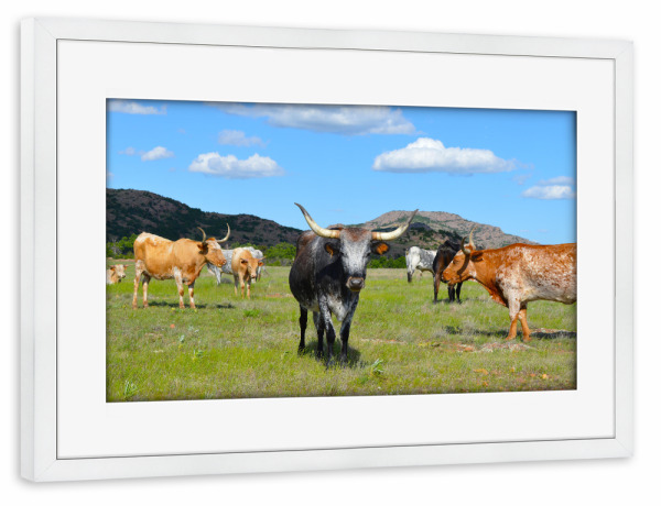Poster mit Rahmen weiß "Texas Longhorn Herde" artboxONE - Reise,Tiere,Reise / Länder