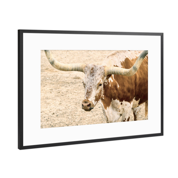 Poster mit Rahmen Schwarz (Metallic) "Texas Longhorn Steer" artboxONE - Reise,Tiere,Reise / Länder