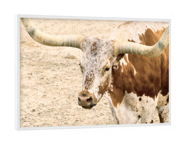 Poster mit weißem Rahmen "Texas Longhorn Steer" artboxONE - Reise,Tiere,Reise / Länder