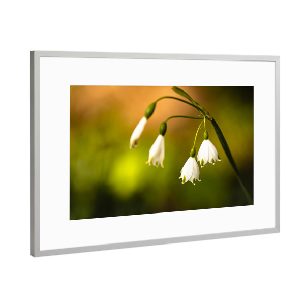 Poster mit Rahmen Silber "Colorplay In Flower Bed" artboxONE - Natur,Floral